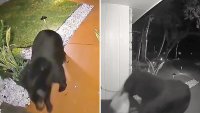 Video: oso se roba entrega de comida de la puerta de una casa