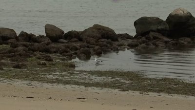 Conmoción por hallazgo de bebé en un antiguo fuerte militar en New Bedford
