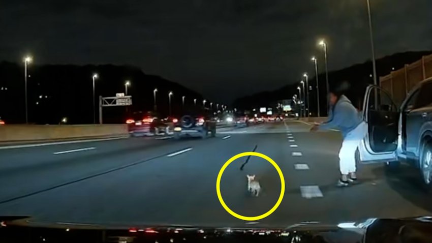 En video: chihuahua suelto causa caos y angustia al correr en autopista de Nueva York