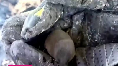 Tierno video: rescatan a un topo que intentaba salvarse de los incendios en Colombia