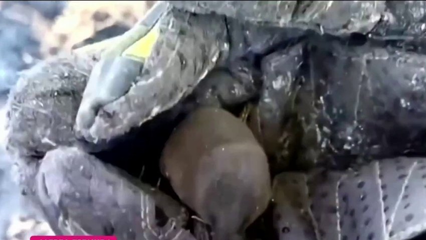 Tierno video: rescatan a un topo que intentaba salvarse de los incendios en Colombia