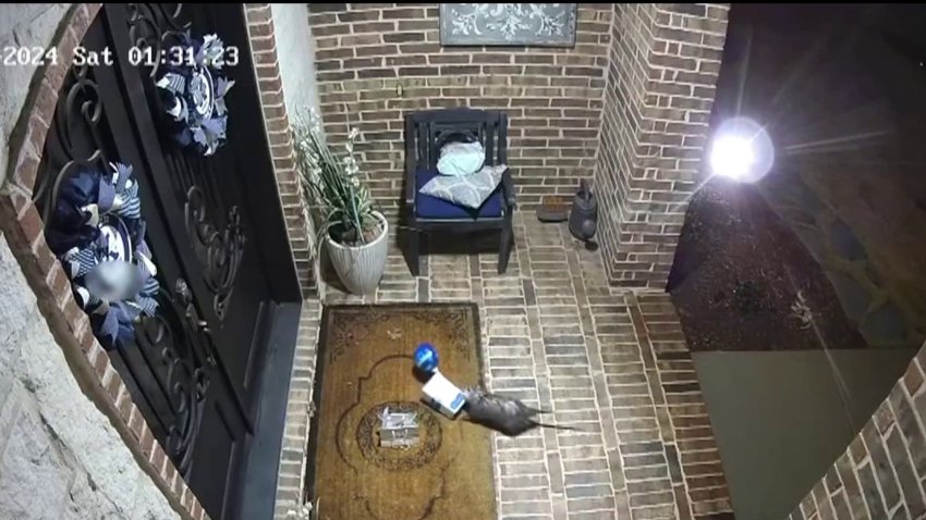 En video: curioso “ladrón” se lleva regalo de cumpleaños que dejaron frente a casa en Texas