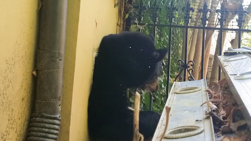Bear with head and arm poking out of vent