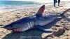 Tiburón de casi 9 pies aparece en una popular playa del sur de Nueva Inglaterra
