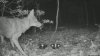 Excursionista de Rhode Island mata a coyote con sus propias manos tras ataque