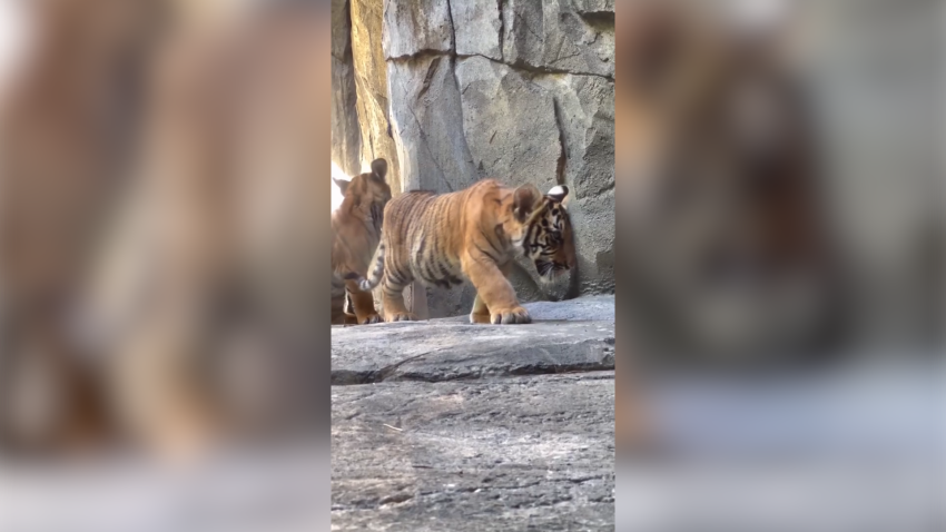 Malyan tiger