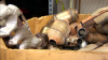 Autoridades reportan disminución de robo de convertidores catalíticos en Nueva Inglaterra tras masivo operativo