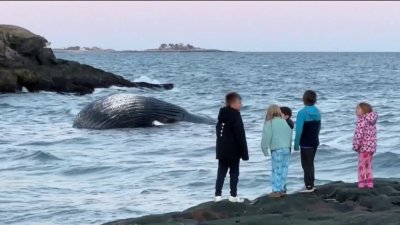 Encuentran ballena muerta en playa de Massachusetts