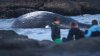 Encuentran a ballena muerta en playa de Massachusetts