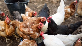 Gallinas comiendo