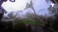 En video: impresionantes imágenes del momento en que un tornado derrumba árboles