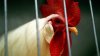 Desmantelan supuesta red de peleas de gallos en Waterbury; hay 8 arrestados