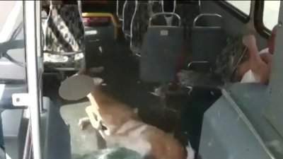 Venado choca contra autobus en Rhode Island