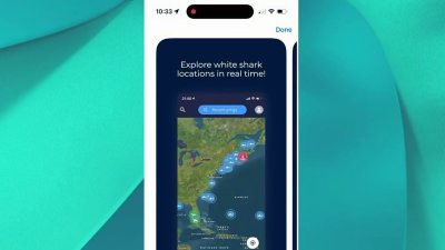 Esta app te avisará si hay un tiburón cerca de ti cuando vayas a la playa