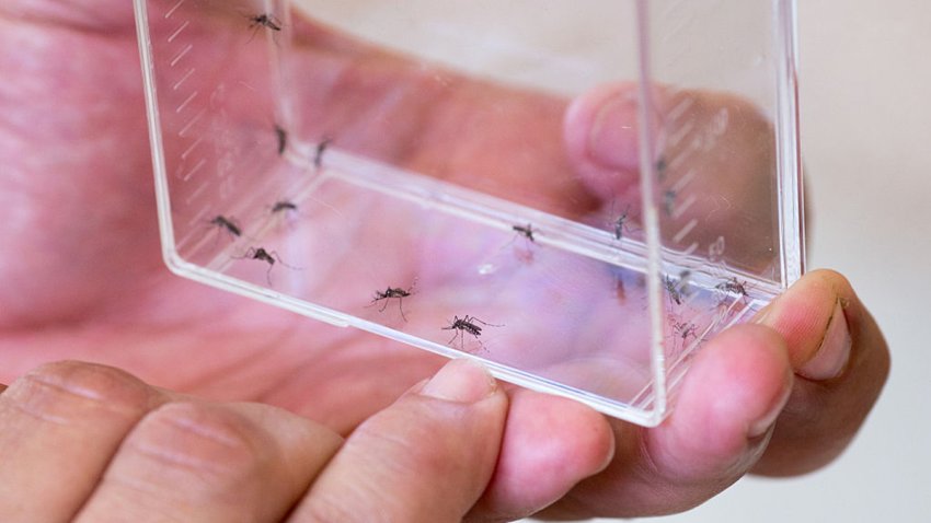 SAN JUAN, PUERTO RICO – FEBRUARY 23: Biologist Manuel Amador holds a plastic container with Aedes aegypti mosquitos at the CDC’s dengue branch in San Juan, Puerto Rico, February 23, 2016. Only the females, such as the one which he is pointing towards, can be carriers for the Zika virus.  The center has become ground zero in the war against the Zika virus in the country.  Specialists have been brought in from Atlanta, Georgia and Fort Collins, Colorado to help local teams come up with tests and plans of attack.  (Photo by Allison Shelley/For The Washington Post via Getty Images)