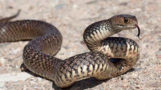 Eastern brown snake flicking tongue (Pseudonaja textilis)