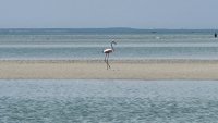 A flamingo on Cape Cod? Rare sighting of southern bird baffles experts