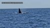 Video muestra orca nadando en la costa de Chatham