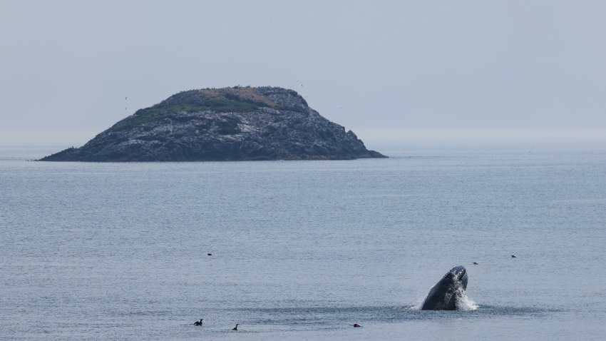 Whale breeching between Between Nahant and Swampscott Monday morning