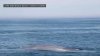 Rara ballena azul, el animal más grande del mundo, avistada frente a Gloucester