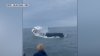 VIDEO: Ballena ataca a pequeño barco en Portsmouth, New Hampshire