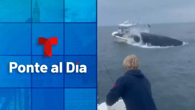 Ponte al Día: Ballena ataca barco en Portsmouth