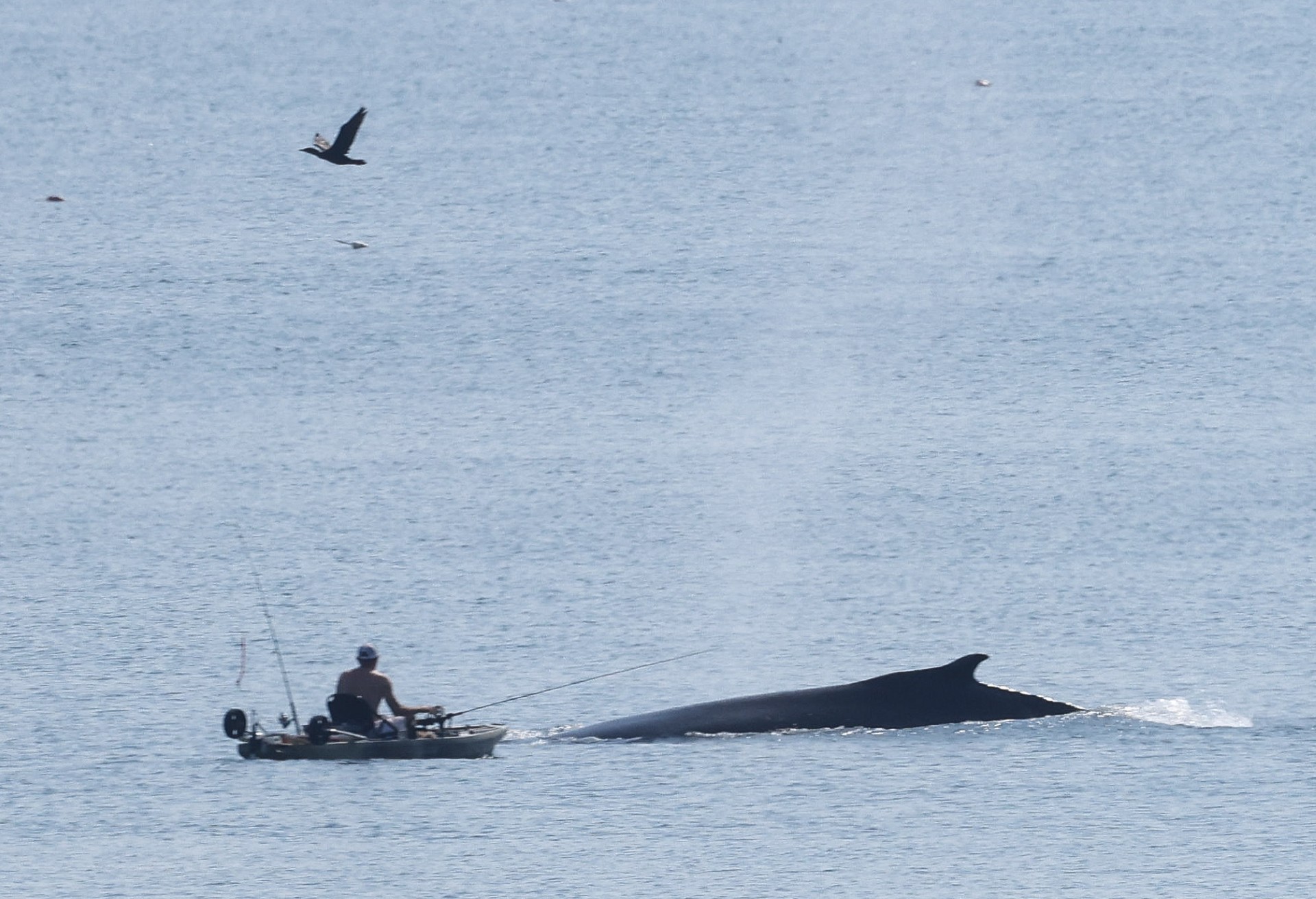 Whale breeching near kayaker on Monday morning