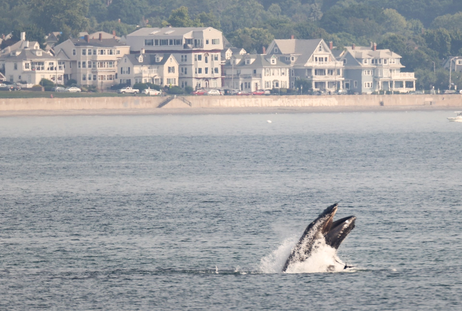 Whale breeching between Swampscott and Nahant on Monday morning