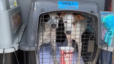 Llega vuelo con perros y gatos para adoptar a nuestra área