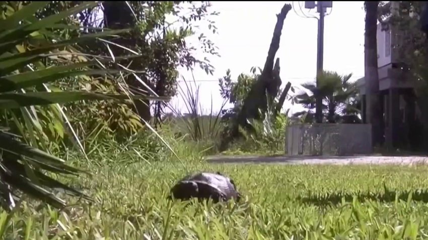 Tortugas de mascota relacionadas con brote de salmonella en 21 estados, incluido Illinois