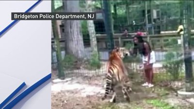 Insólito video: mujer salta valla de zoológico y se encuentra cara a cara con un tigre