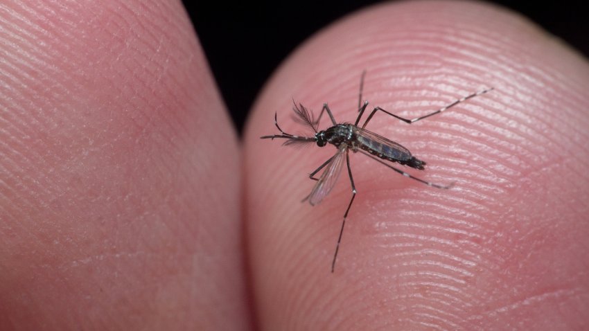 Male culicidae, tropical diseases carrier, mosquito commonly called “mosquito da dengue” in Brazil, is a vector for chikungunya, yellow fever and dengue