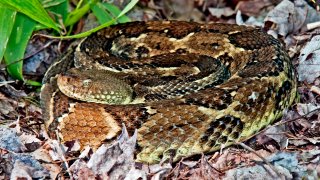 Timber Rattlesnake, Animal Portrait