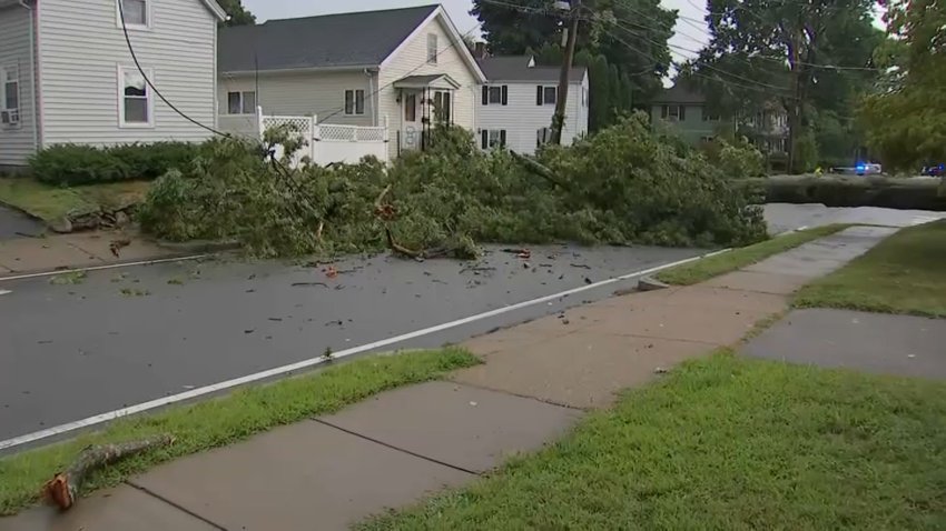 A large tree came down in the street in Newton, Massachusetts, on Thursday.