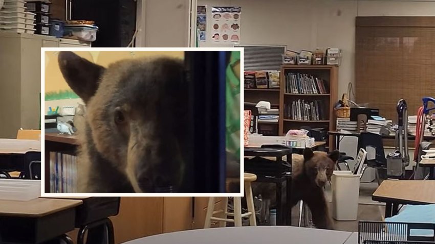 Oso visitan salón de clases en Bakersfield.