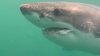 Captado en video: Gran tiburón blanco es avistado frente a las costas de Mass.