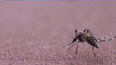 Sube riesgo de Virus del Nilo Occidental en Chelsea