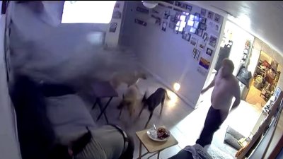 En video: auto termina en la sala de una casa y casi mata a 2 personas y 3 perros