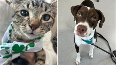 Maratón de adopción de mascotas sin tarifas en Boston