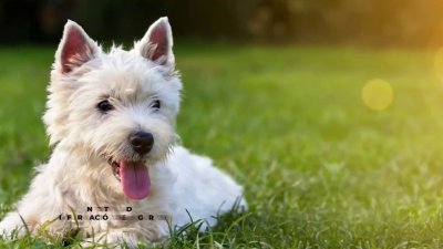 Seguros de hogar para dueños de perros