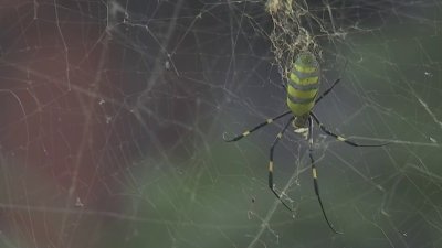 Buscan a rara especie de araña que fue vista en Boston