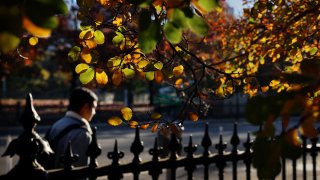 Man walking by fall foliage on Charles Street in Boston