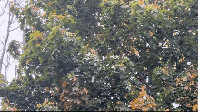 Snow falling in Beverly, Massachusetts, on Monday, Oct. 28, 2024.