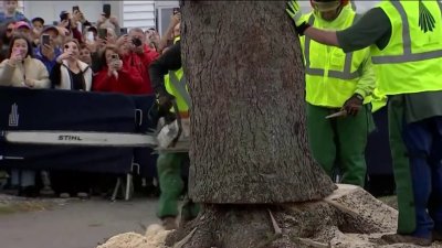 Cortan en Mass. el árbol de navidad con destino a Rockefeller Center