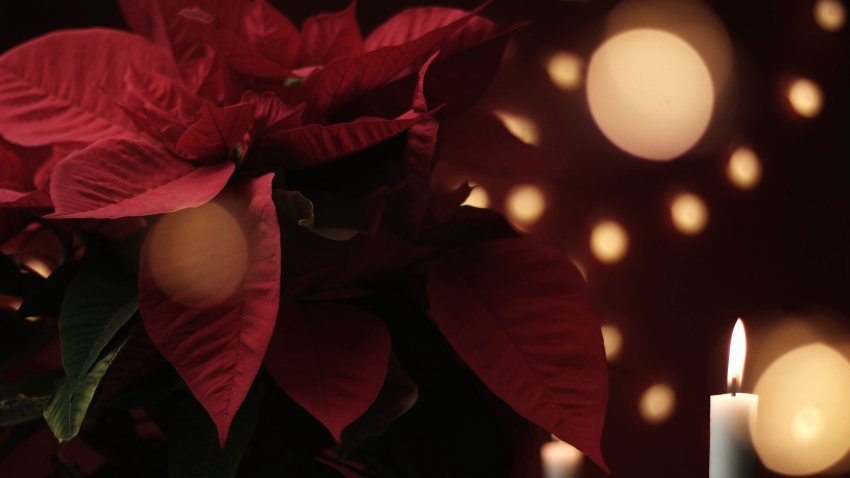 christmas flower with lights around. Sweet home ambient, decoration christmas light