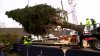 El árbol de Navidad de Rockefeller Center llega este fin de semana a Nueva York