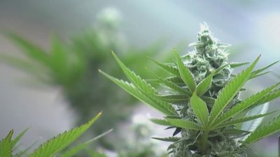 Polémica propuesta de uso de cannabis recreativo en Mass.