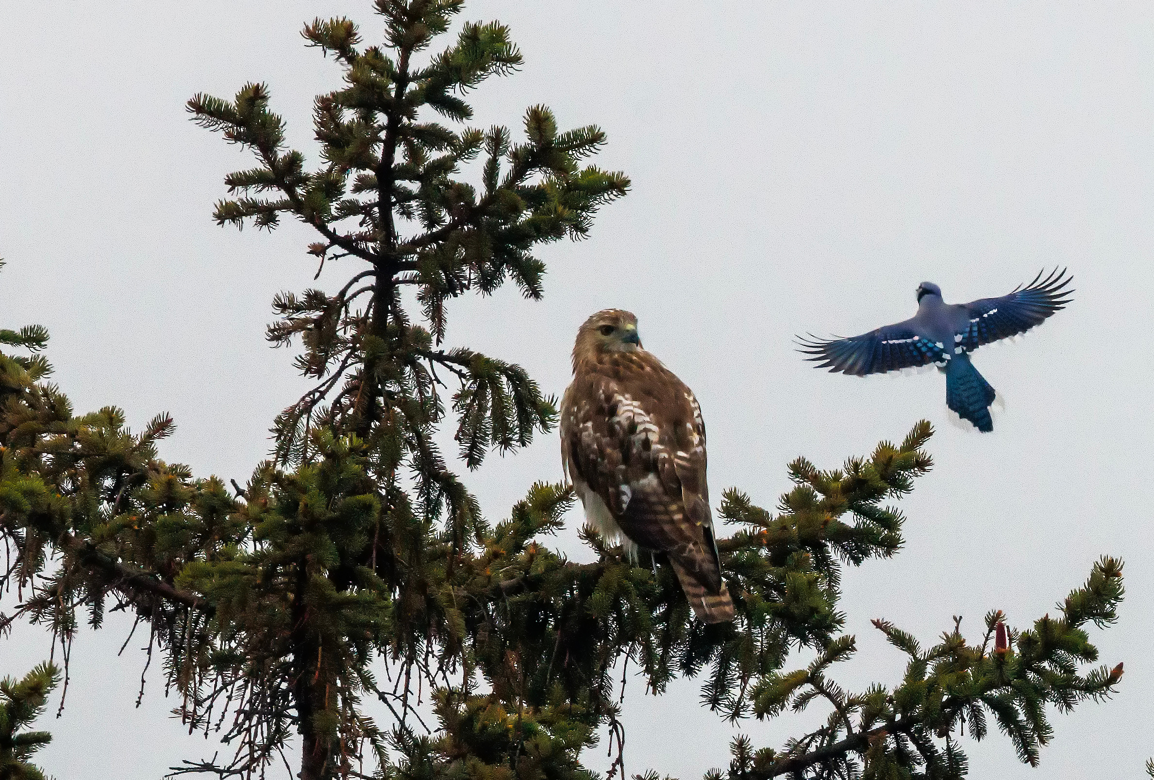 May 8, 2024: A blue jay gets a closer look at a hawk in a tree in Winthrop.