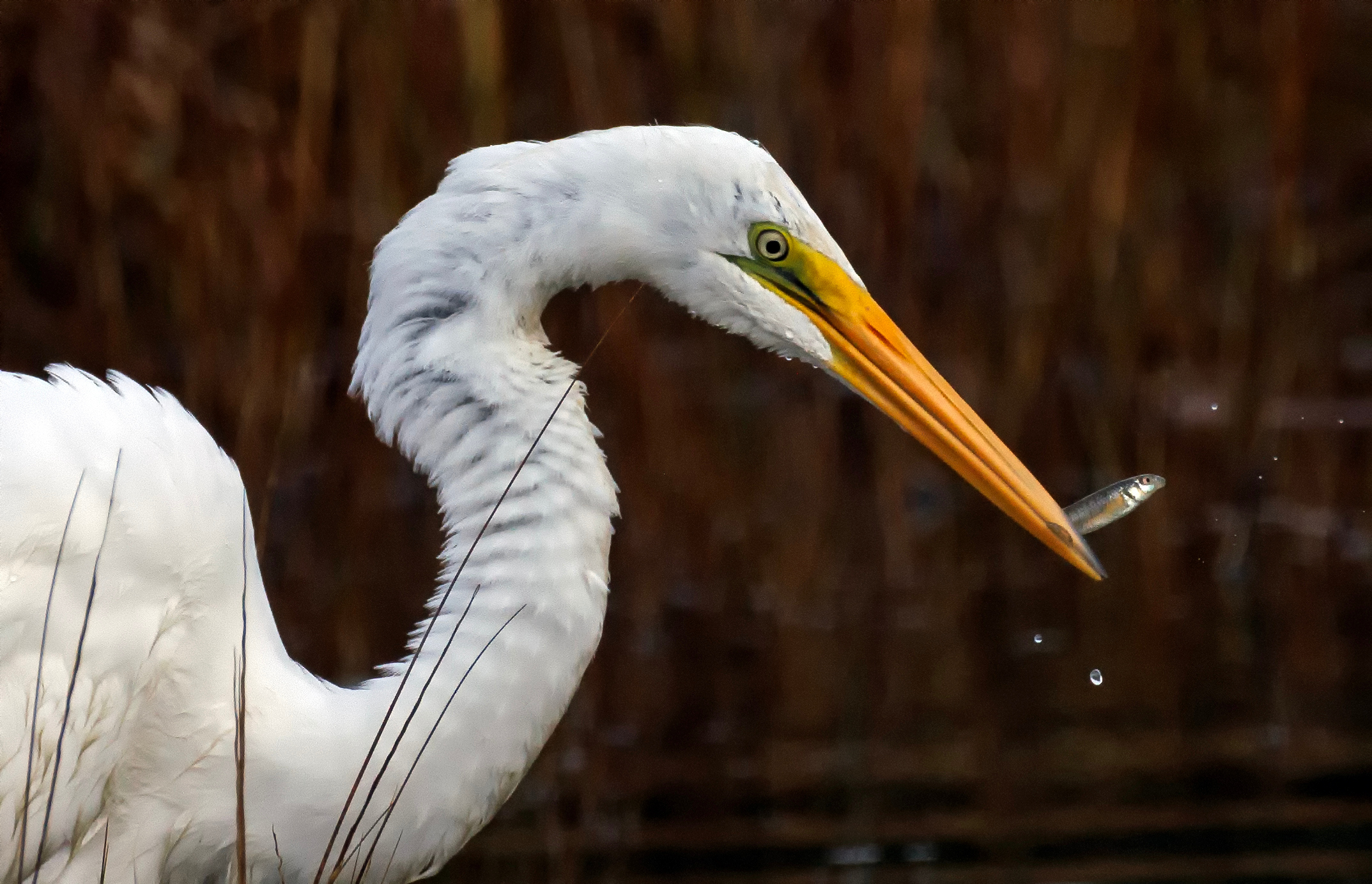 Oct. 7, 2024: A great egret catches some lunch along the Winthrop shoreline.