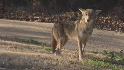 Waltham emite alerta por presencia de coyotes